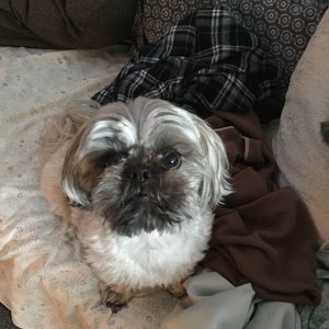 Meet your Posher, Crystal